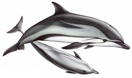 Delfín Listado (Stenella coeruleoalba)